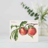 Perziken (Prunus Persica) Waterverf van fruit Briefkaart (Staand voorkant)