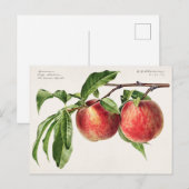 Perziken (Prunus Persica) Waterverf van fruit Briefkaart (Voorkant / Achterkant)