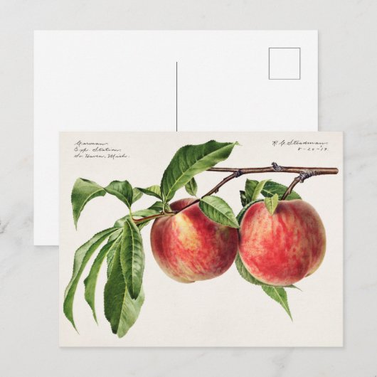 Perziken (Prunus Persica) Waterverf van fruit Briefkaart (Voorkant / Achterkant)