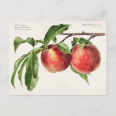 Perziken (Prunus Persica) Waterverf van fruit Briefkaart (Voorkant)