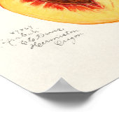 Perziken (Prunus Persica) Waterverf van fruit Poster (Hoek)