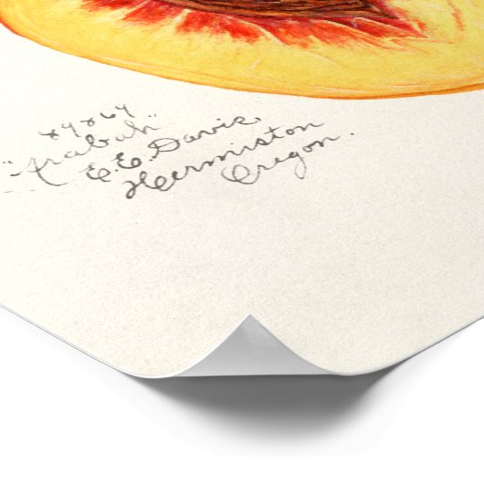 Perziken (Prunus Persica) Waterverf van fruit Poster (Hoek)