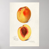 Perziken (Prunus Persica) Waterverf van fruit Poster (Voorkant)