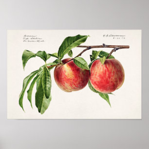 Perziken (Prunus Persica) Waterverf van fruit Poster