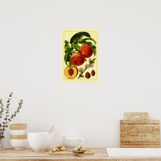 Perziken Vintage 1796 Botanische Kunst Poster (Keuken)