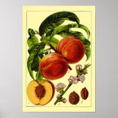 Perziken Vintage 1796 Botanische Kunst Poster (Voorkant)