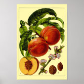 Perziken Vintage 1796 Botanische Kunst Poster (Voorkant)