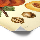 Perzikflessenafdrukken Poster (Hoek)