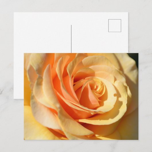 perzikgele roos briefkaart (Voorkant / Achterkant)