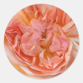 Perzikkleurig Engels roos Ronde Sticker (Voorkant)