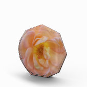 Perzikkleurig Roos Fotoblokken (Rechts)