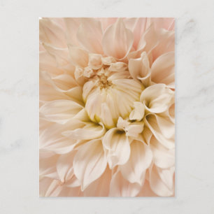 Perzikkleurig, roze, wit en roam Dahlia - Dahlias Briefkaart