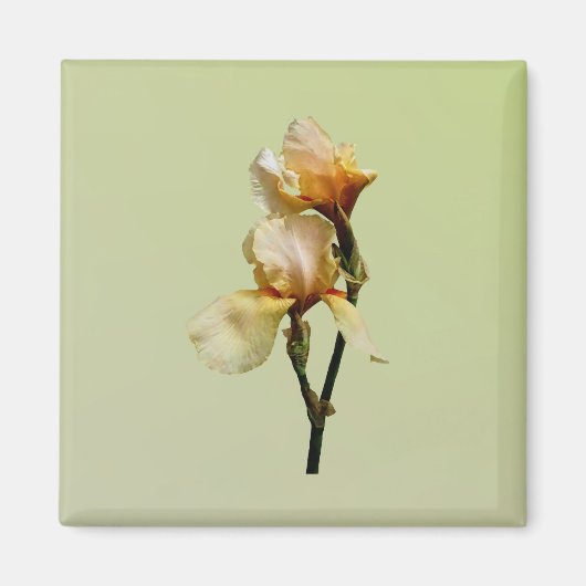 Perzikkleurige Irises Magneet (Voorkant)