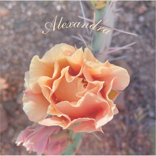 perzikkleurige perenbloem sticker (Voorkant)