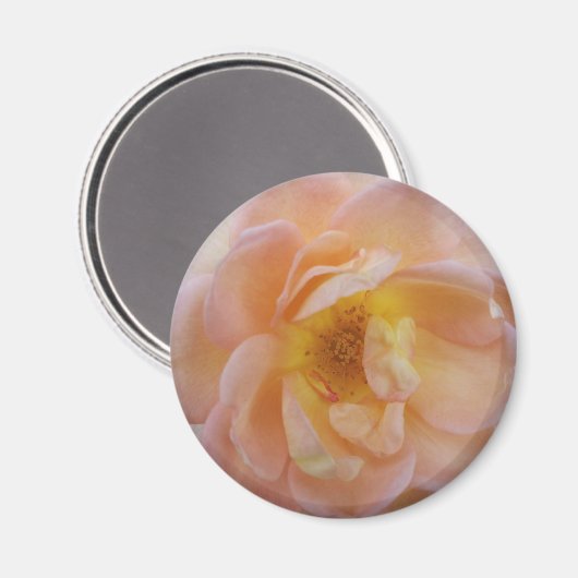 Perzikkleurige Roos Magnet (Voorkant / Achterkant)