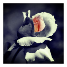 Perzikkleurige zwarte en witte partiële kleur