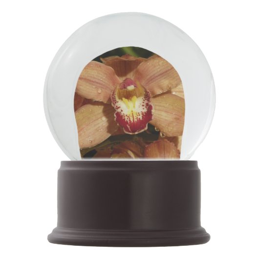 Perzikorchideeën met regendruppels bloem sneeuwbol (Achterkant)