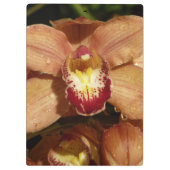 Perzikorchideeën met regendruppels klembord (Achterkant)