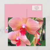 Perzikorchiden - Briefkaart (Voorkant / Achterkant)
