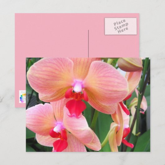 Perzikorchiden - Briefkaart (Voorkant / Achterkant)