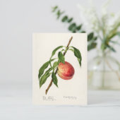 Perzikpasta (Prunus Persica) Waterverf Briefkaart (Staand voorkant)