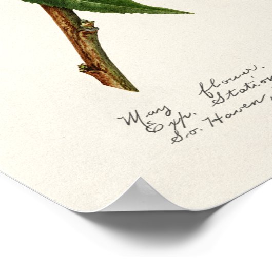 Perzikpasta (Prunus Persica) Waterverf Poster (Hoek)