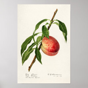 Perzikpasta (Prunus Persica) Waterverf Poster