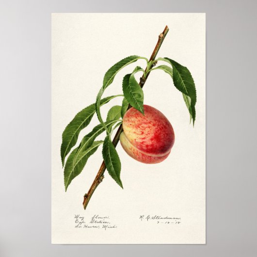 Perzikpasta (Prunus Persica) Waterverf Poster (Voorkant)
