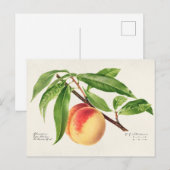 Perzikpruik (Prunus Persica) Briefkaart (Voorkant / Achterkant)