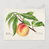 Perzikpruik (Prunus Persica) Briefkaart (Voorkant)