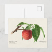Perzikpruik (Prunus Persica) Briefkaart (Voorkant / Achterkant)