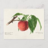Perzikpruik (Prunus Persica) Briefkaart (Voorkant)