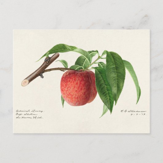 Perzikpruik (Prunus Persica) Briefkaart (Voorkant)