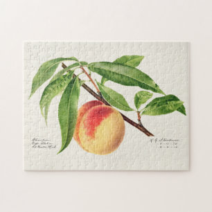 Perzikpruik (Prunus Persica) Legpuzzel