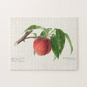 Perzikpruik (Prunus Persica) Legpuzzel
