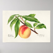 Perzikpruik (Prunus Persica) Poster (Voorkant)