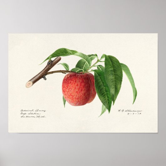 Perzikpruik (Prunus Persica) Poster (Voorkant)