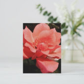 perzikroos en -druppels briefkaart (Staand voorkant)