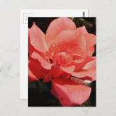 perzikroos en -druppels briefkaart (Voorkant / Achterkant)