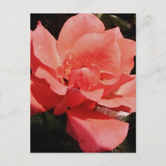 perzikroos en -druppels briefkaart (Voorkant)