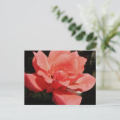 perzikroos en -druppels briefkaart (Staand voorkant)