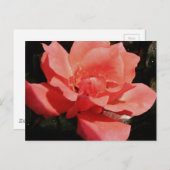 perzikroos en -druppels briefkaart (Voorkant / Achterkant)