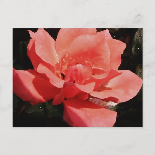 perzikroos en -druppels briefkaart (Voorkant)