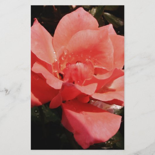 perzikroos en -druppels briefpapier (Voorkant)