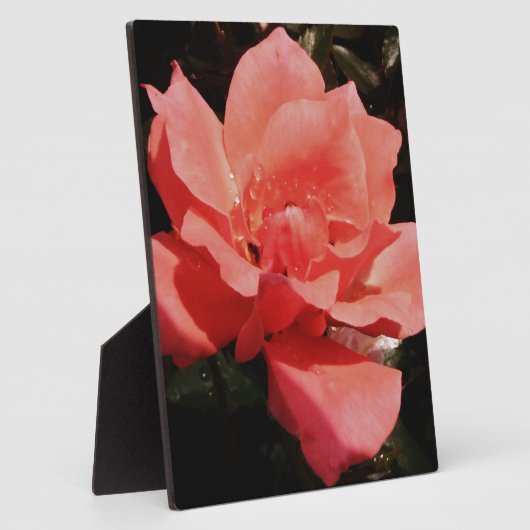 perzikroos en -druppels fotoplaat (Zijkant)