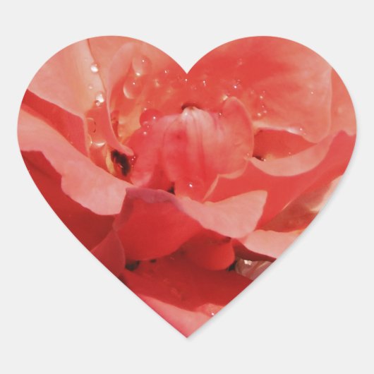 perzikroos en -druppels hart sticker (Voorkant)