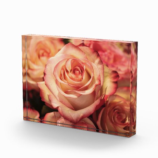 PerzikRoos Fotoblokken (Rechts)