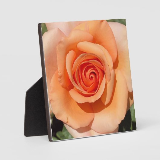 PerzikRoos Fotoplaat (Voorkant)