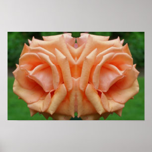 Perzikroos in bloei Spiegel bloem natuur kunst Poster
