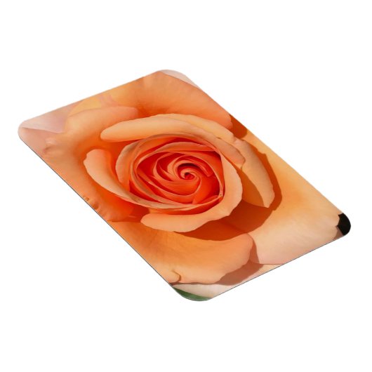 PerzikRoos Magneet (Rechterzijde)